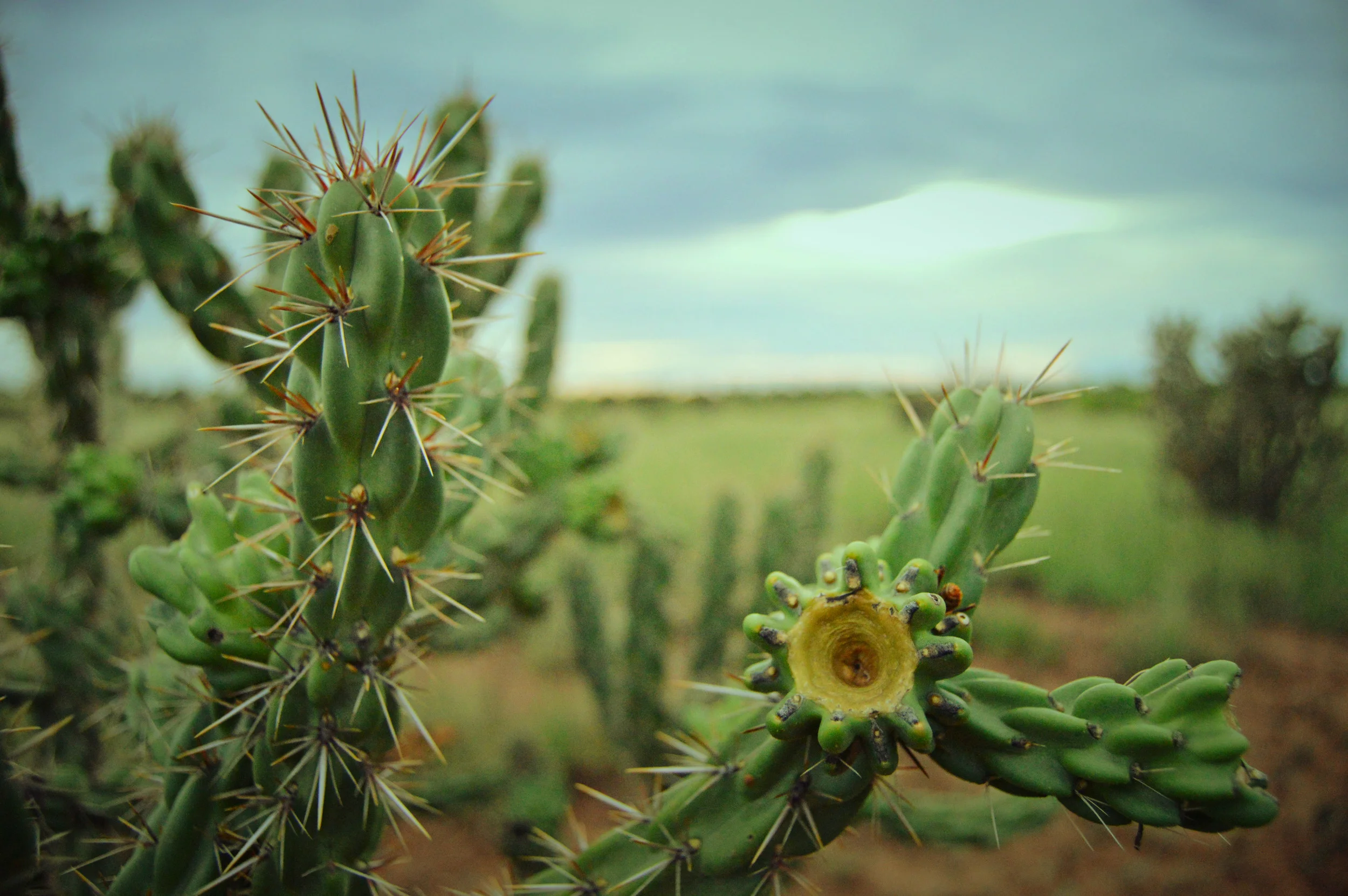 Cane Cholla cactus