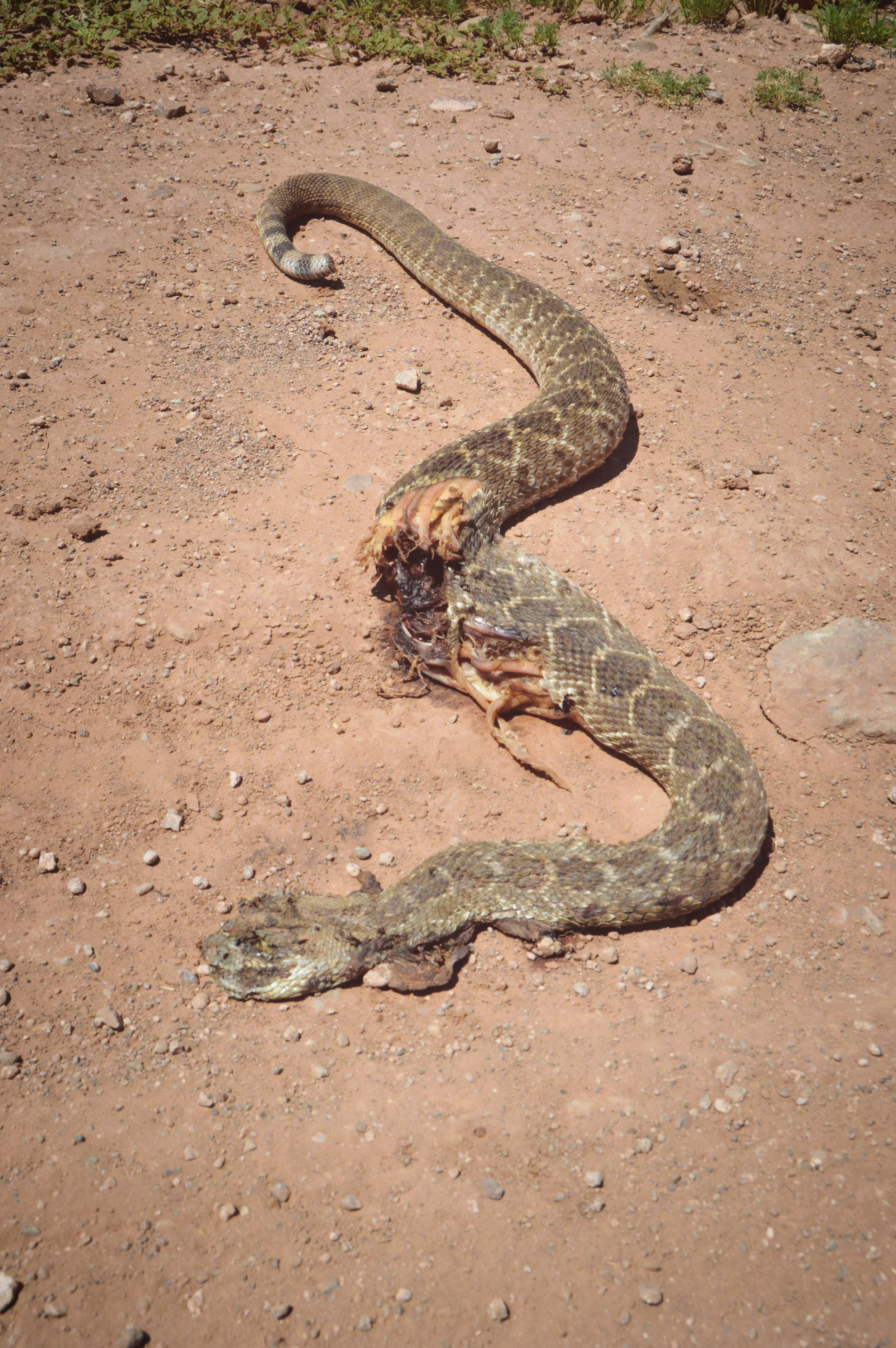 Western Diamondback Rattler